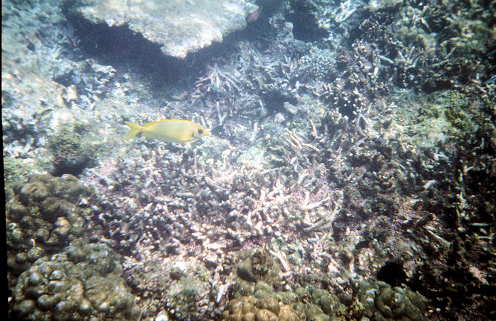 Seychellen Unterwasser-042.jpg